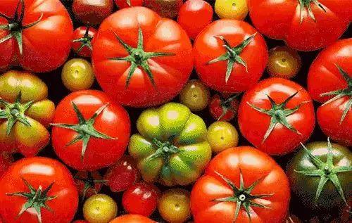 穿书去娱乐圈吃瓜番茄,番茄在娱乐圈的瓜田漫步